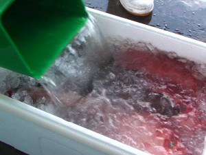 低酸素ウルトラファインバブル水での鮮魚の鮮度保持