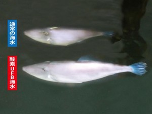 酸素ウルトラファインバブルを用いた陸上養殖―ウマズラハギの成長比較